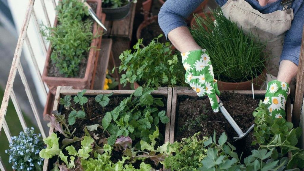 SAIBA OS CUIDADOS NO CULTIVO DE HORTALIÇAS E FRUTAS NO INVERNO saiba-os-cuidados-no-cultivo-de-hortalicas-e-frutas-no-inverno